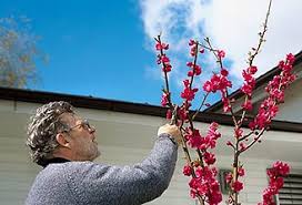 man pruning tree