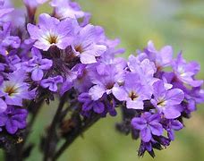 The heliotrope flower