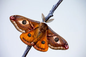 picture of an emperor moth